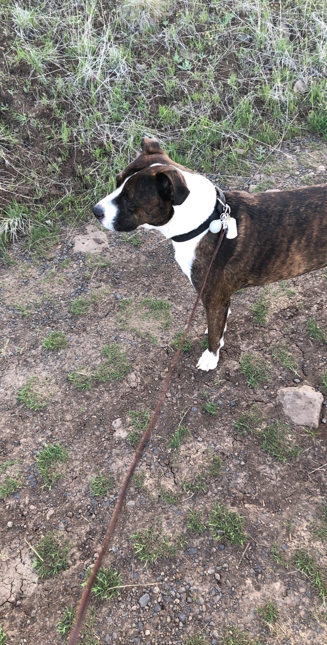 Coffee and Dogs: Why Sprunkleberry Trail Roast is for Trail Companions